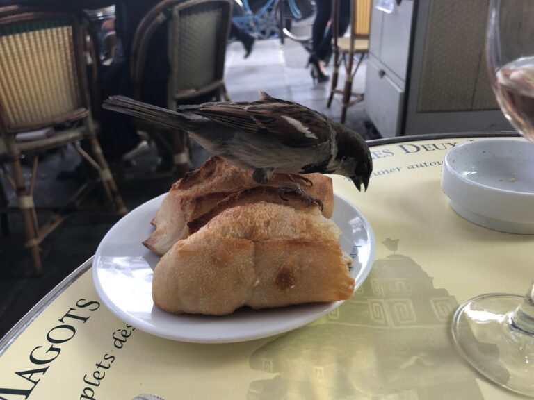 Sparrow, bread France