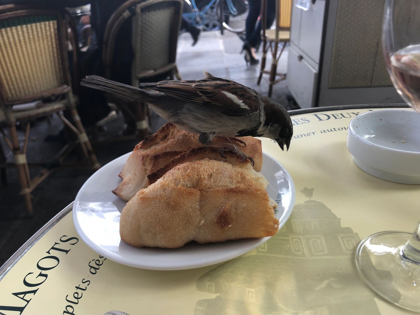 Read more about the article Bad-ass Parisian sparrow totally attacked my table, ate my bread