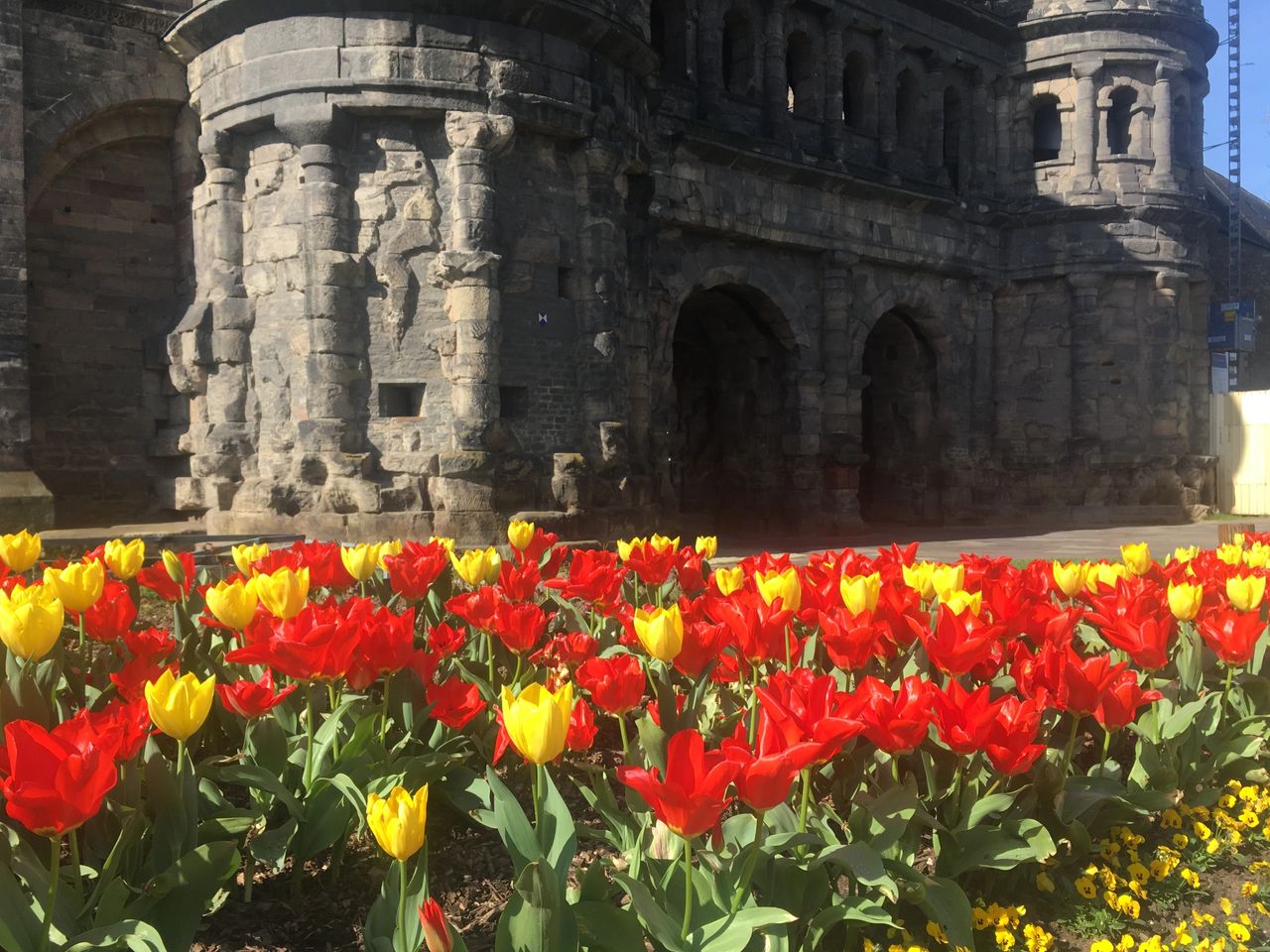 You are currently viewing Tulips at the Porta Nigra in Trier, Germany